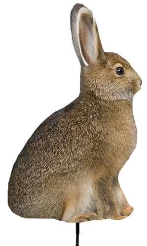 MONTANA DECOY MISS HOPTOBER | 851234000362